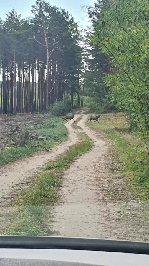 Domki Przy Obrze Skwierzyna Buitenkant foto